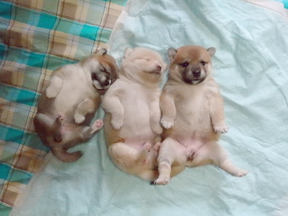 3hana-puppies