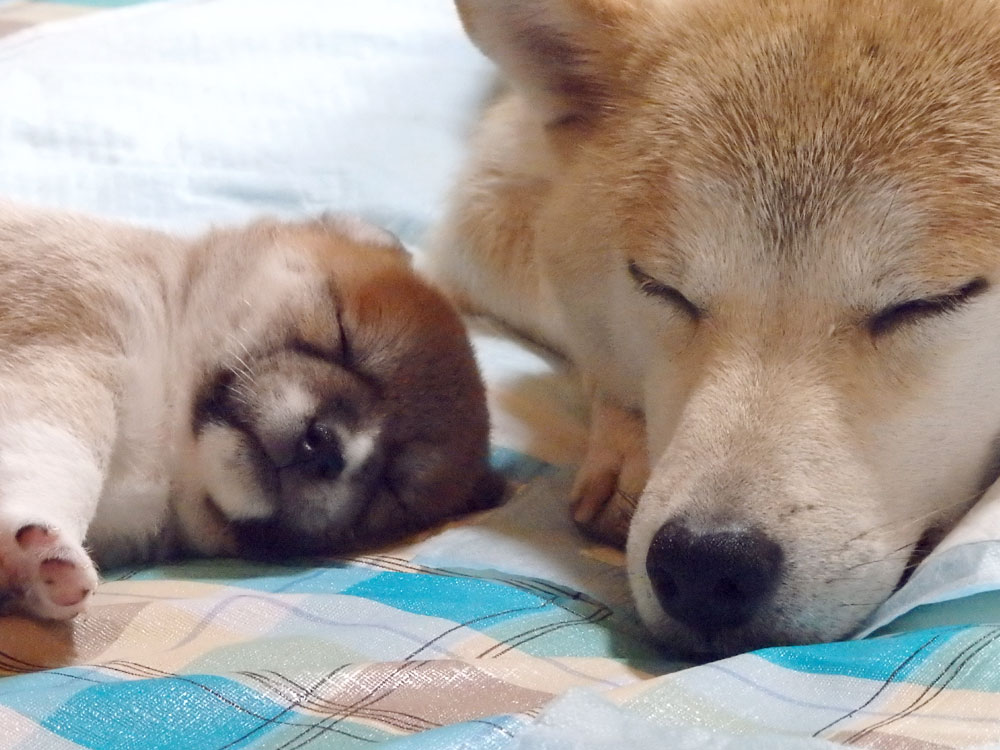 hana-sleeping-with-her-puppy