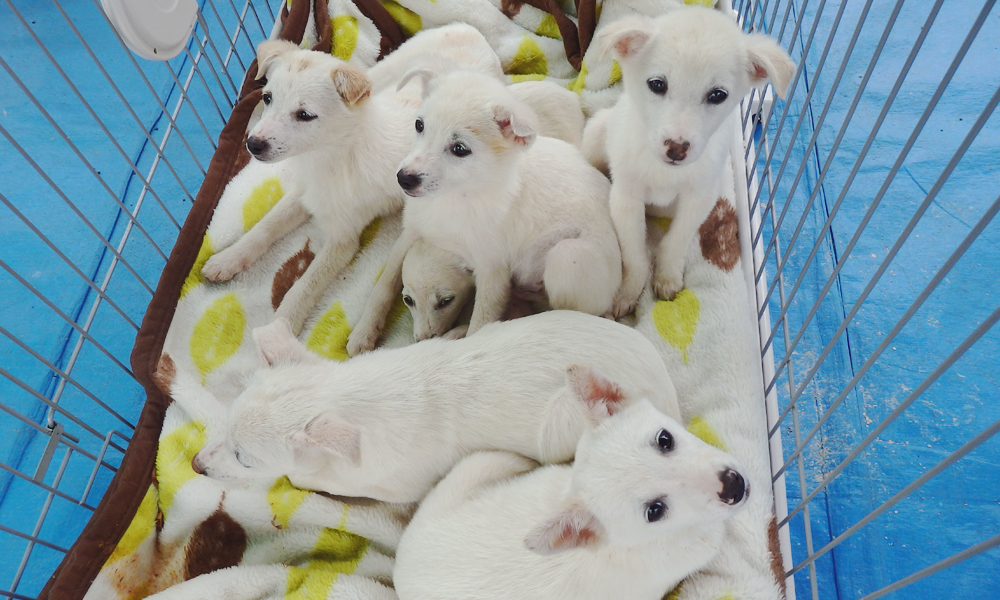 白犬の子犬５匹（生後４ヶ月）