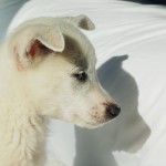 白犬ユニ（生後４ヶ月頃）